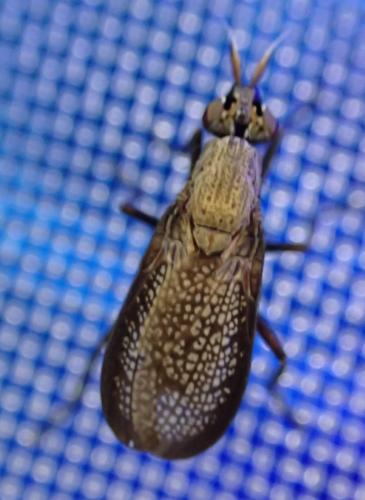 Réf. 296 818 : Coremacera marginata